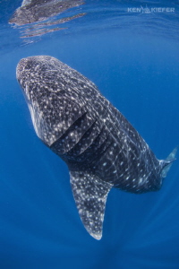Whale Shark going vertical by Ken Kiefer 